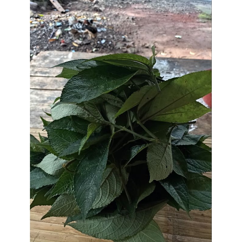 

DAUN KEJI BELING FRES ASLI 500GRAM