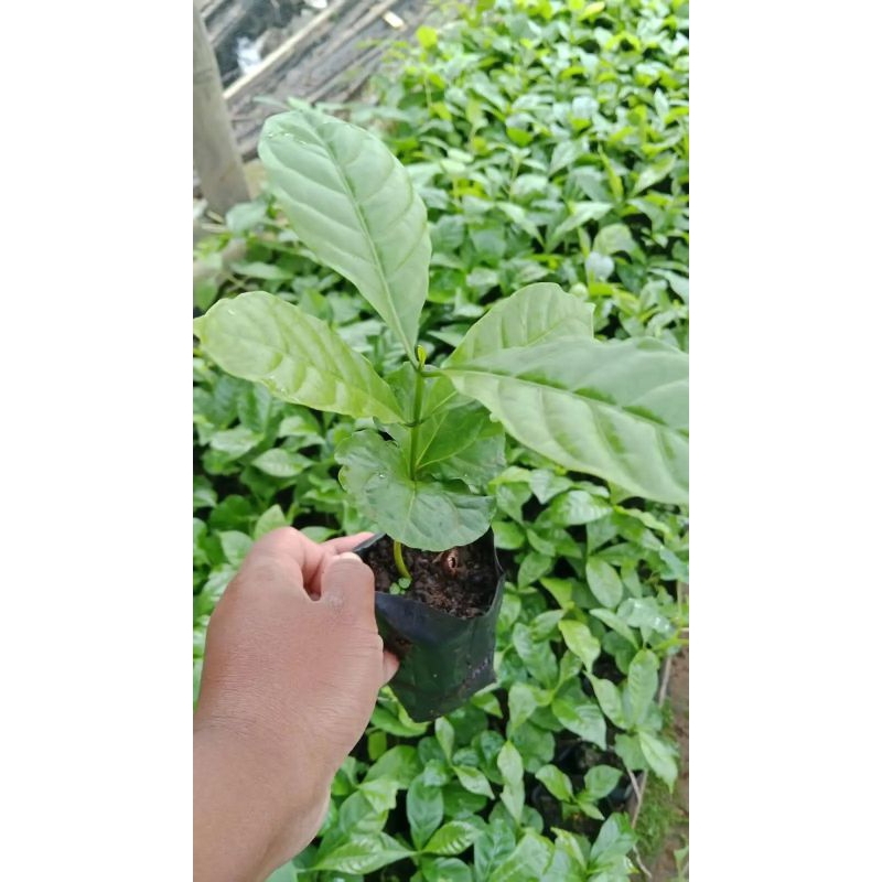 Bibit Kopi Robusta Super Asli Tanaman Buah Hasil Okulasi Super Unggulan Dapat Cepat Berbuah RUBEL HO