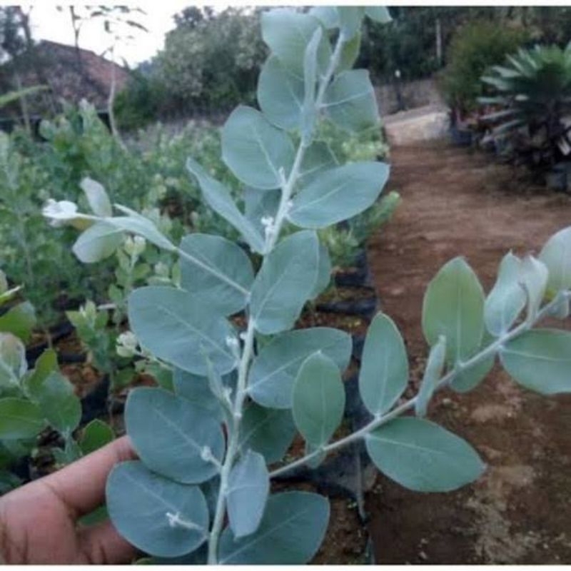 Tanaman Hias Silver Dollar - Bibit Tanaman Daun Memusa - Tanaman Eucalyptus Cinerea Silver Dekorasi 
