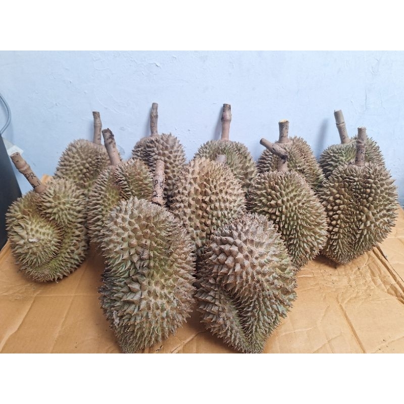 Durian Montong Premium 1 Bulat Utuh Bergaransi
