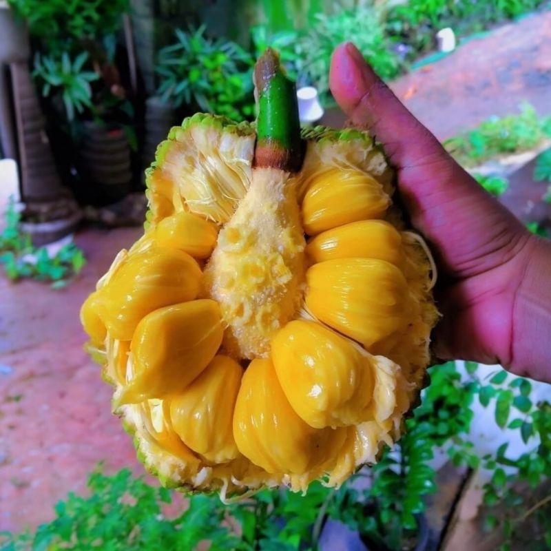 

BUAH NANGKA CEMPEDAK PER BUTIR
