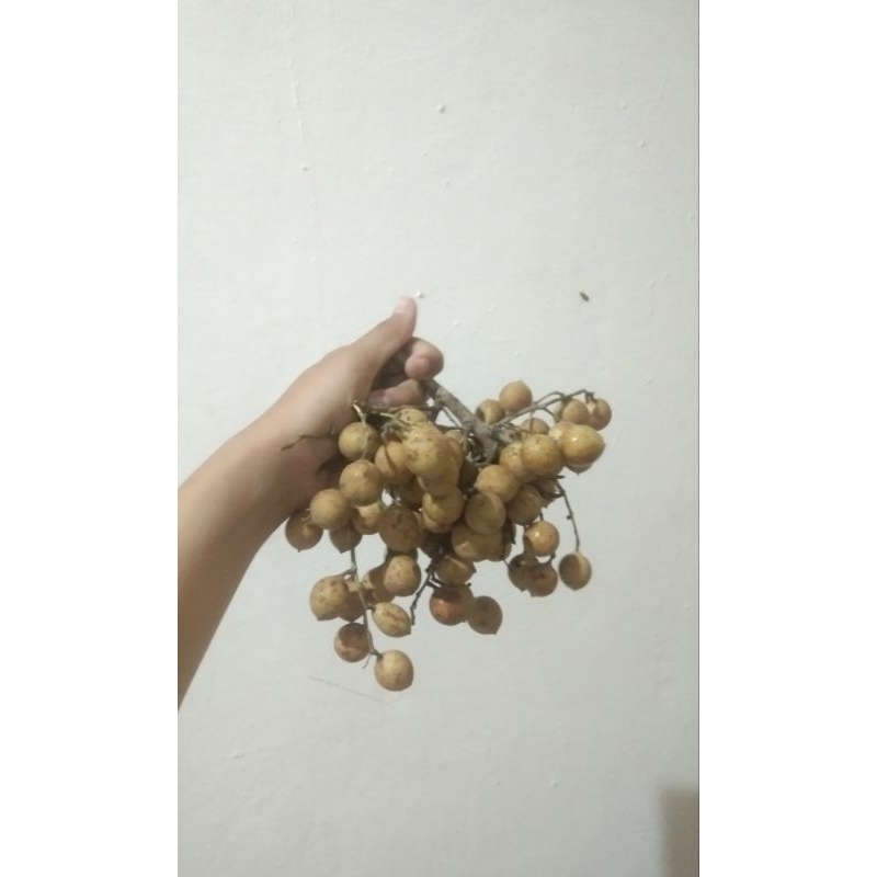 

Kosambih asli madura asam manis 1kg ready siap kirim