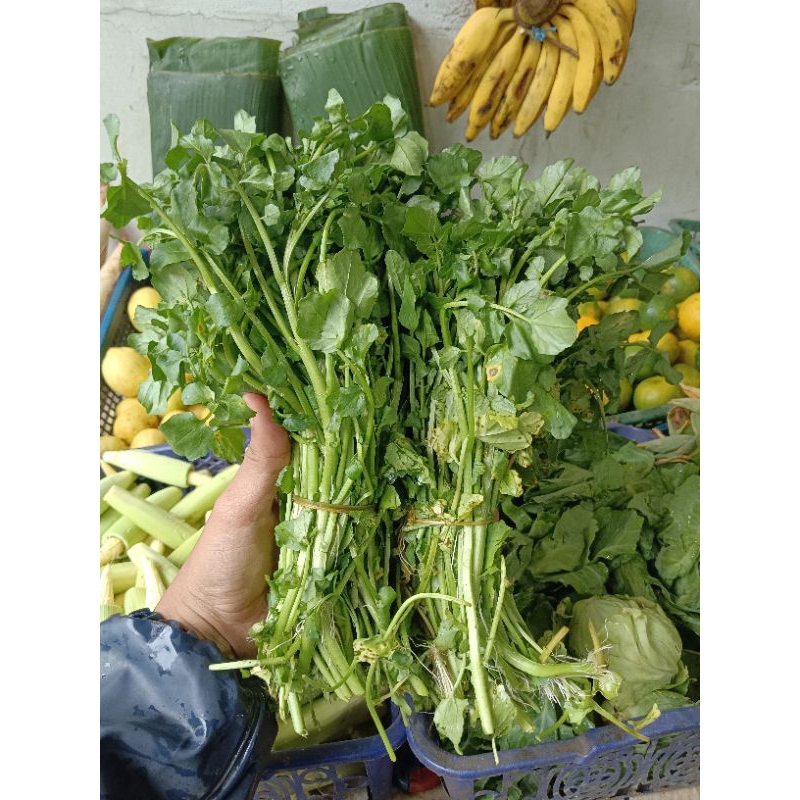 

Sayur Selada Air Segar 1 Ikat