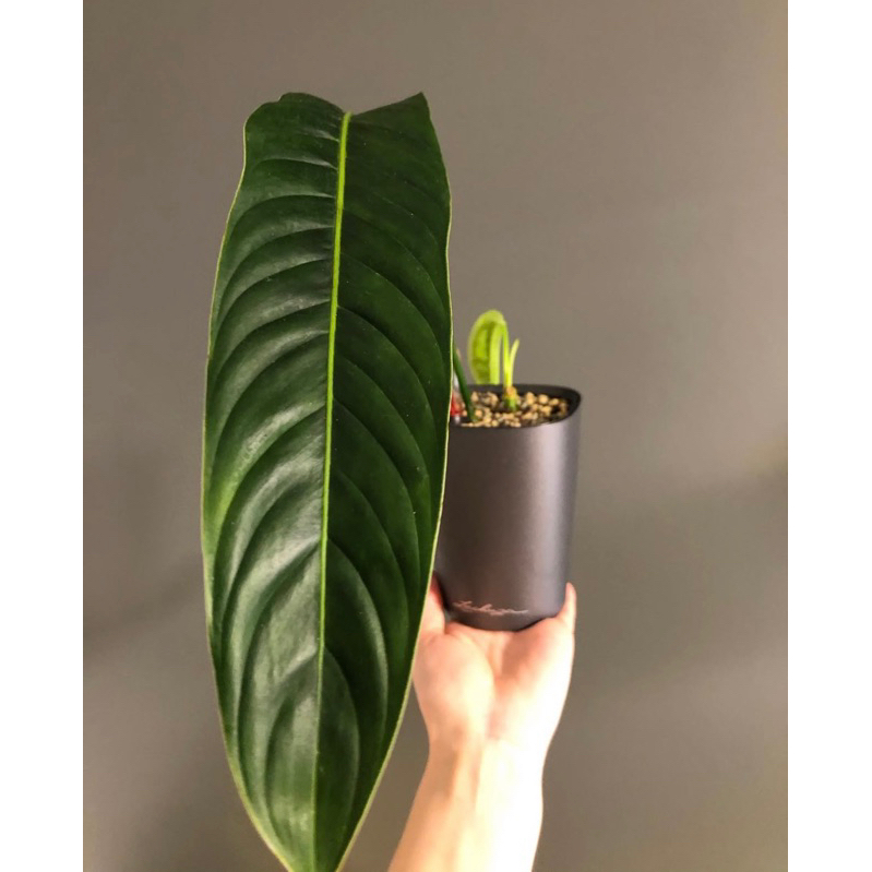 philodendron heterocraspedon 1daun