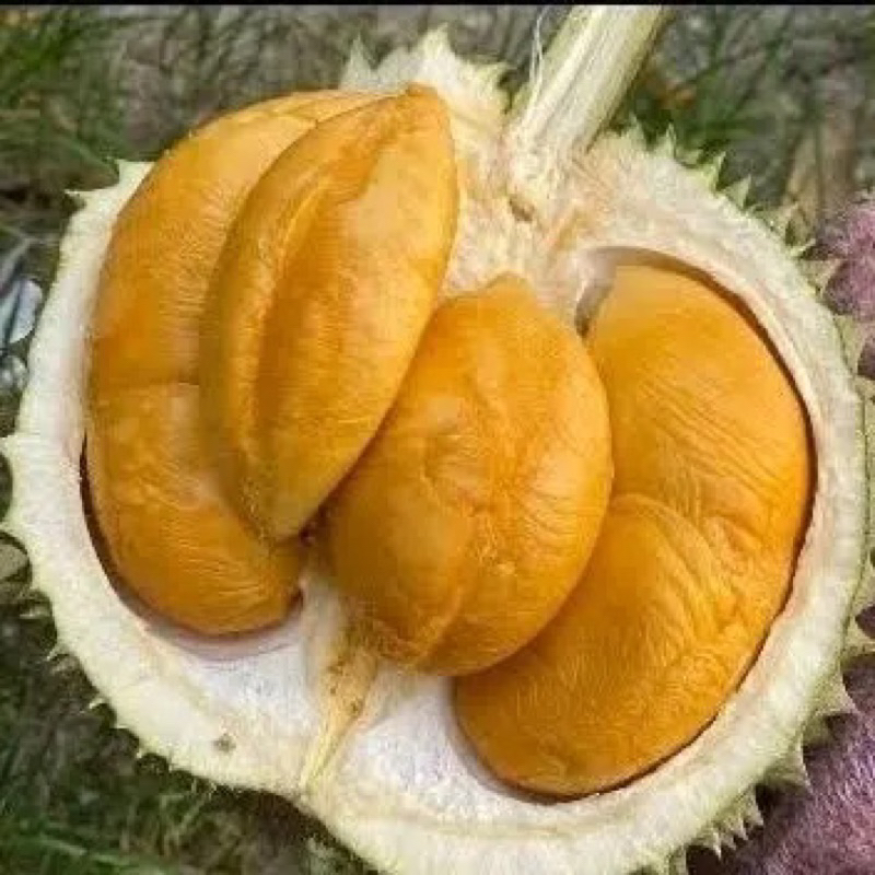 

Durian Super