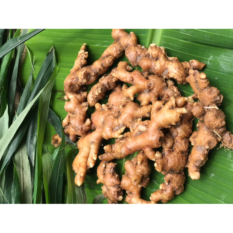 

Jahe Segar / Fresh Kualitas Premium