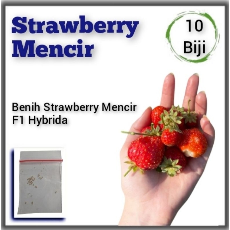 Benih Strawberry Mencir Dataran Rendah Bibit Tanaman Buah