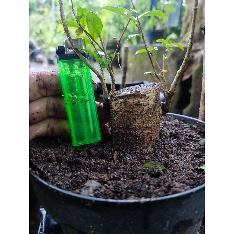 Bahan mame anting Putri