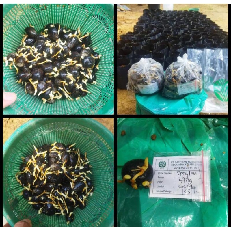 100 BUTIR Benih Bibit Sawit Tenera GOLDEN