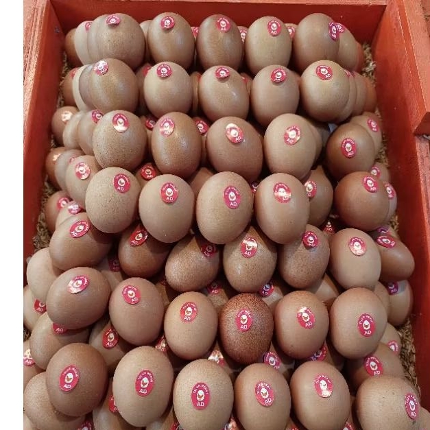

Telur Negri Omega