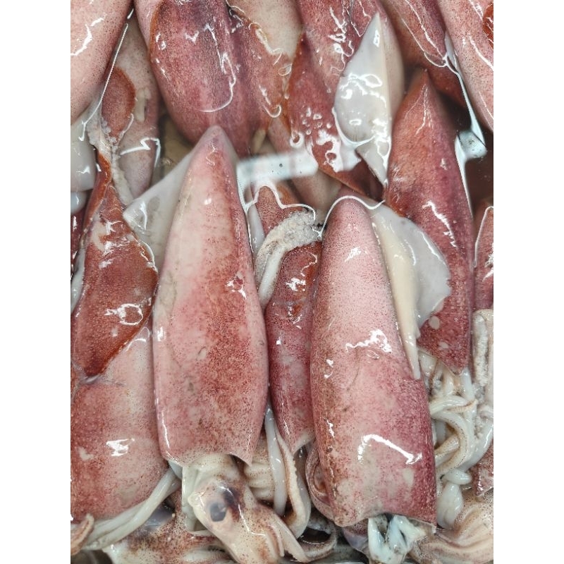 

Cumi Bangka Fresh Kwalitas Premium 1kg