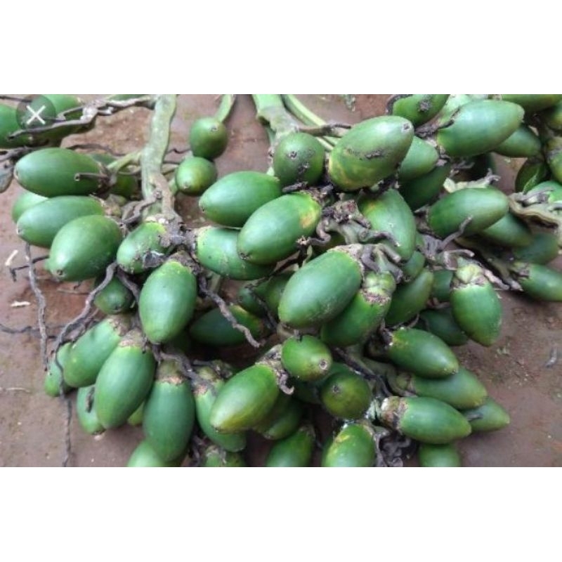 

buah pinang muda baru petik