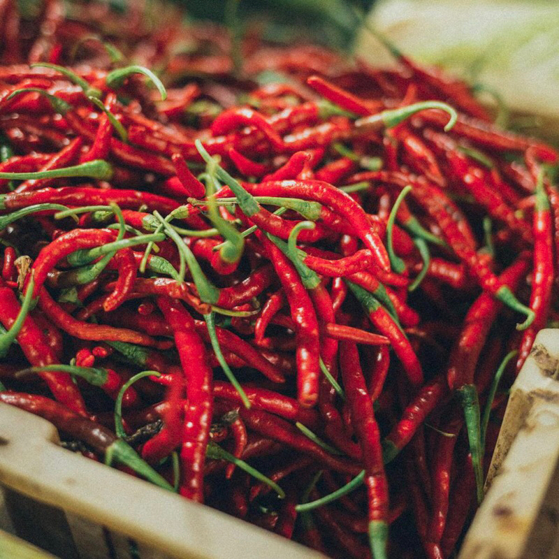 

Cabe Merah Keriting Fresh Dari Kebun | Redy 250gr-1kg [Instan]