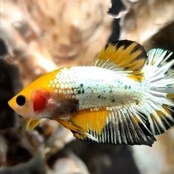 satu pasang yellow fancy copper | yellow fccp