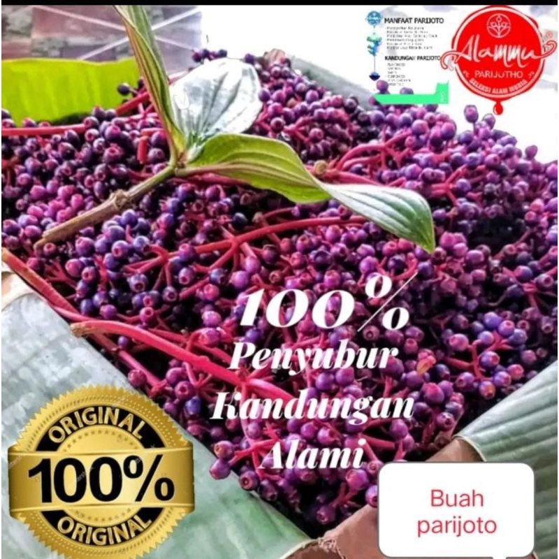 

Buah parijoto asli hutan muria untuk promil penyubur untuk wanita tersedia grosir dan eceran termurah