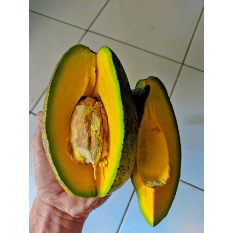 

SUPER FRESH | Alpukat mentega 1kg