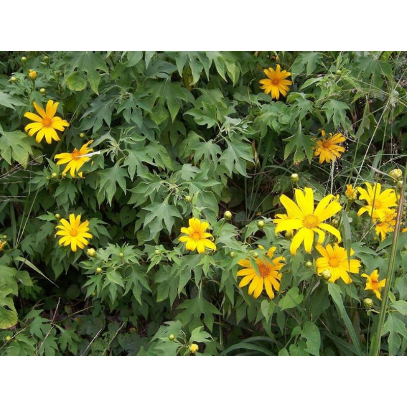 

Daun Insulin segar Herbal Diabetess