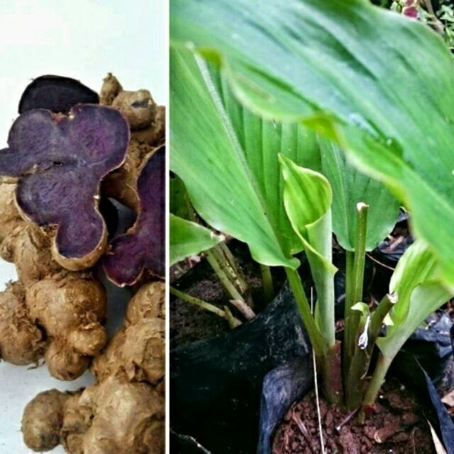PROMO Bibit kunyit hitam asli  100% original siap tanam