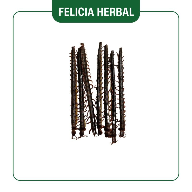 

Kelabang Kering (Besar)/ 百足 (Besar)/ Harga Per Batang