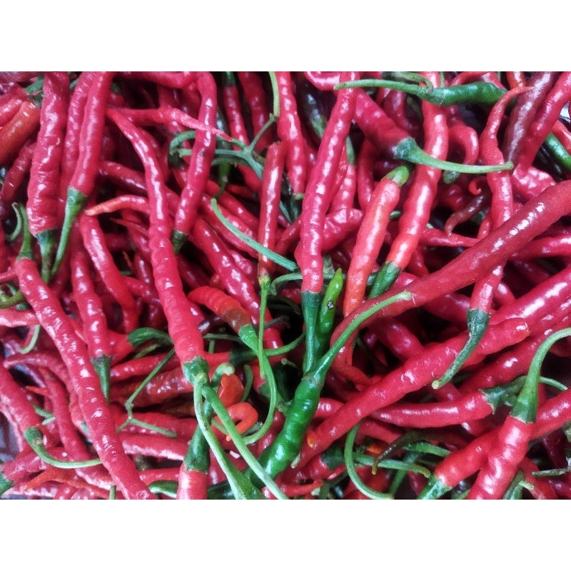 

cabe keriting merah cabai kriting 250gr