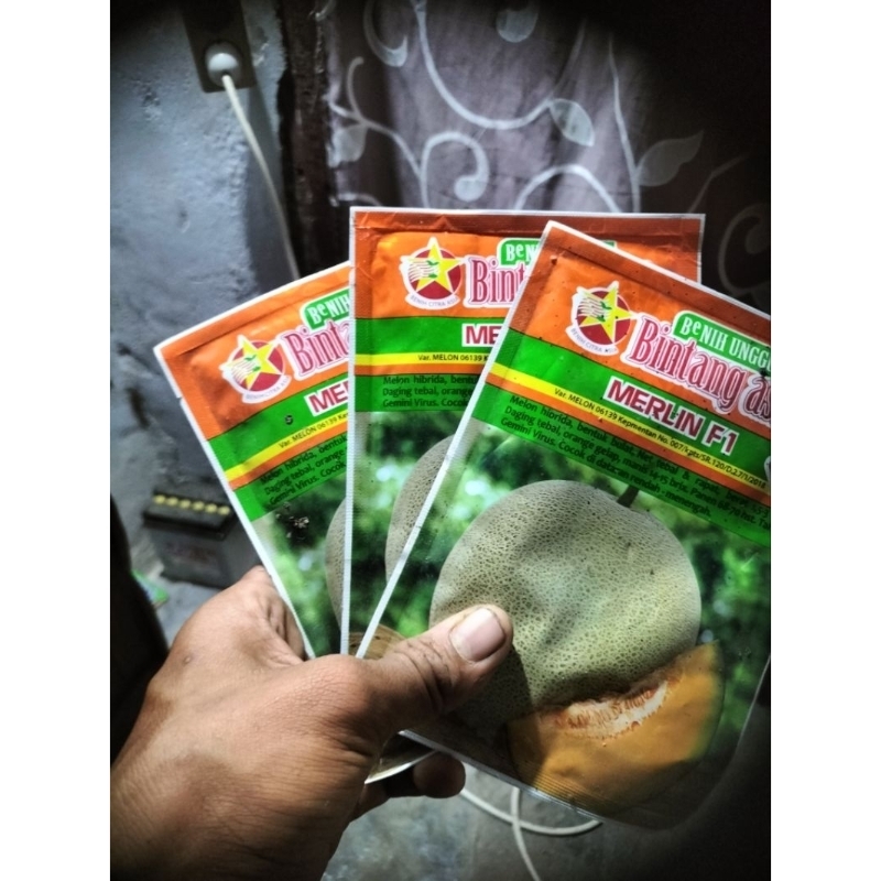 benih melon merlinF1