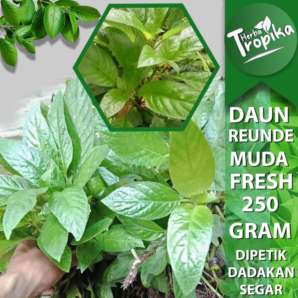 

Lalapan Mentah Segar Daun rendeu 250 gram toko herba tropika