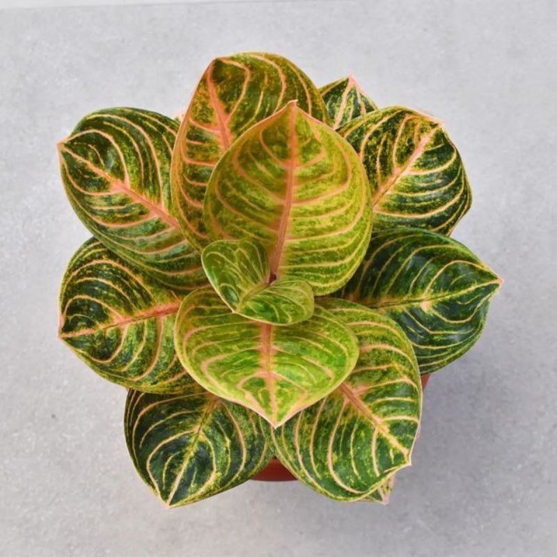 Tanaman hias aglonema rinjani bonggol aglonema