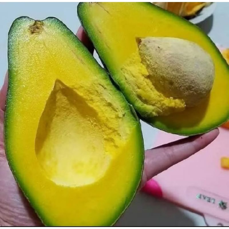 

Alpukat mentegatua kuning super berat 1kg isi 3-4 sufer jumbo besar murah