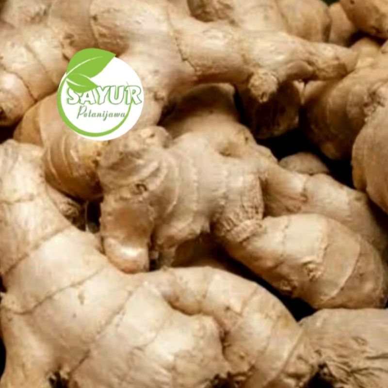 

JAHE PUTIH FRESH | Jahe putih segar 500gr