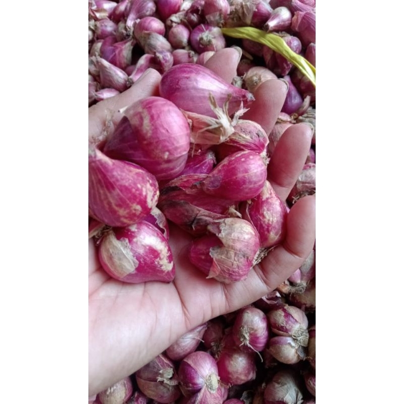 

Bawang Merah Segar