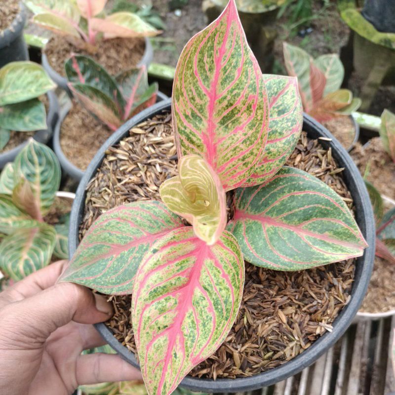 aglonema Dewi Hughes