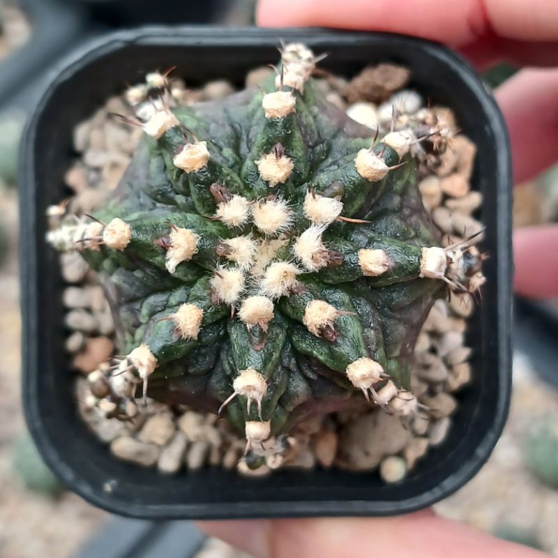 Gymnocalycium T-rex Ownroot |kaktus|miha