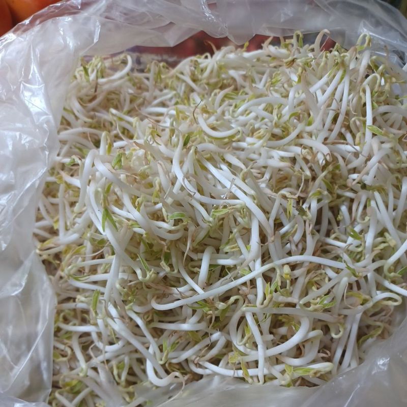 

Cambah Panjang
