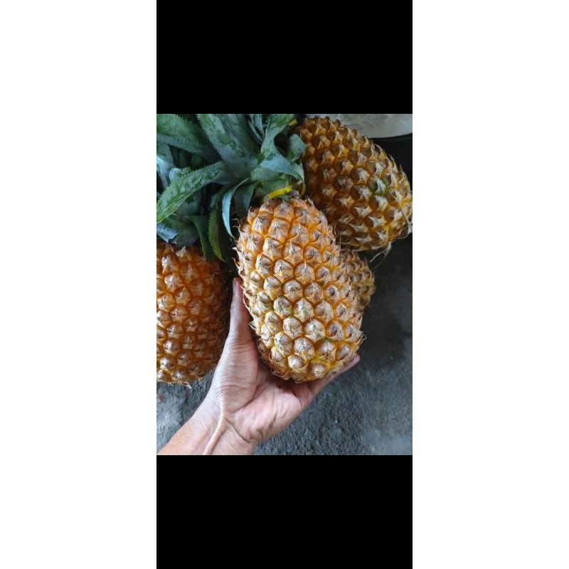 

nanas madu - nanas kelud - nanas jumbo - per biji Berat 1kg