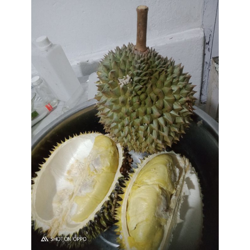 

DUREN LOKAL UTUH BERKULIT JATUH SENDIRI,PILIHAN 2-2,2KG