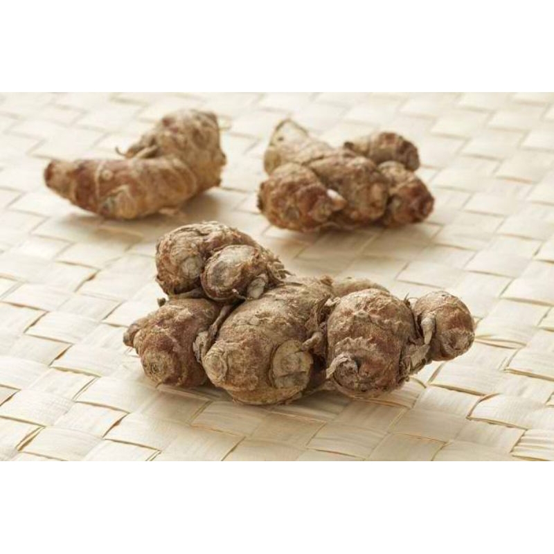 

Kencur Cikur Segar Fresh Berkualitas Bumbu Rempah Netto 500 Gram
