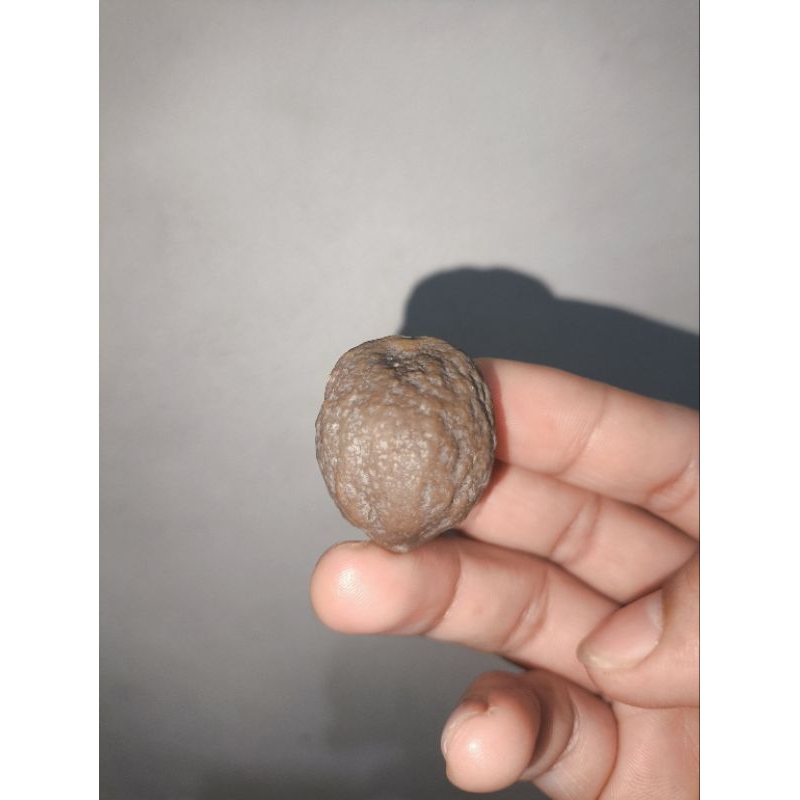 Muncang adu J.U super (Jayanti Ustdaz)