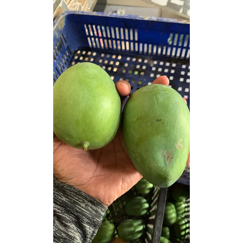 

MANGGA MUDA 1 KG