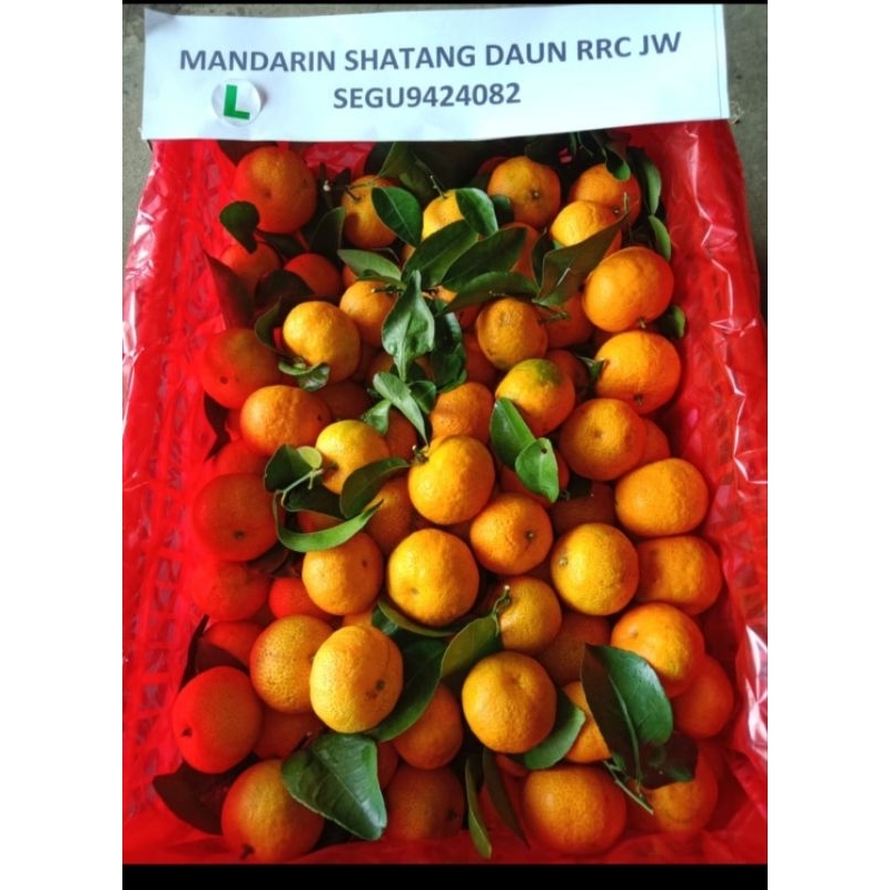 

Jeruk Shantang Daun 1 keranjang