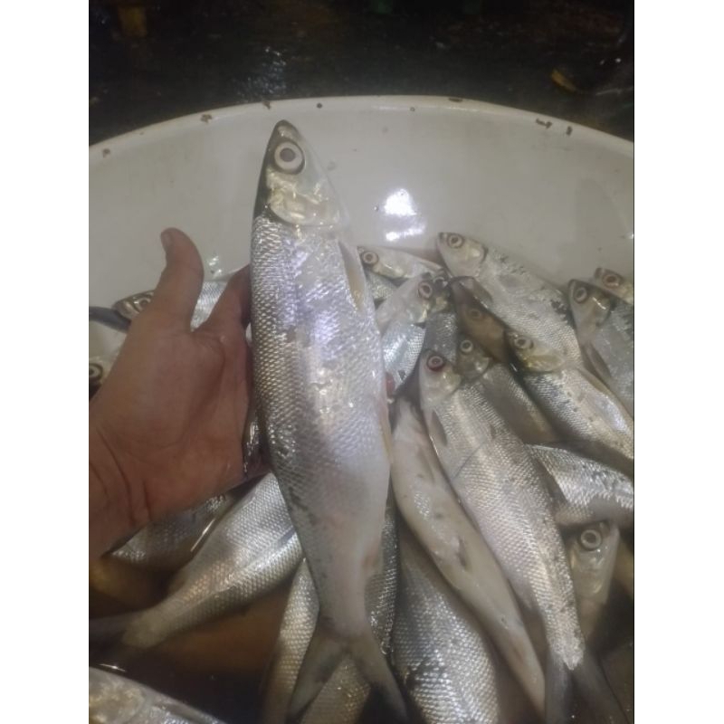 

ikan bandeng segar ikan bandeng laut