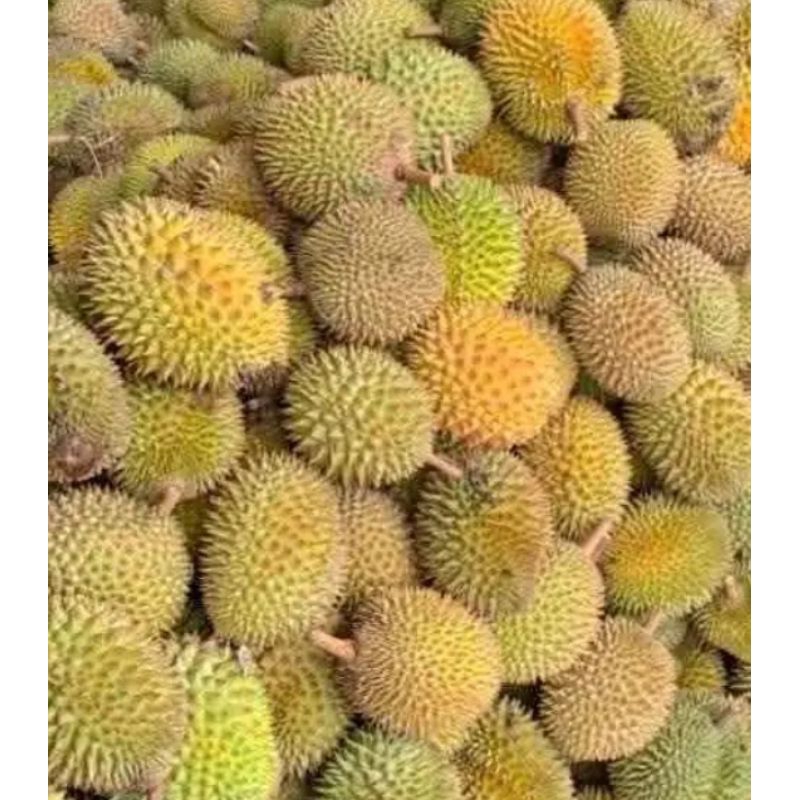 

DURIAN MURAH