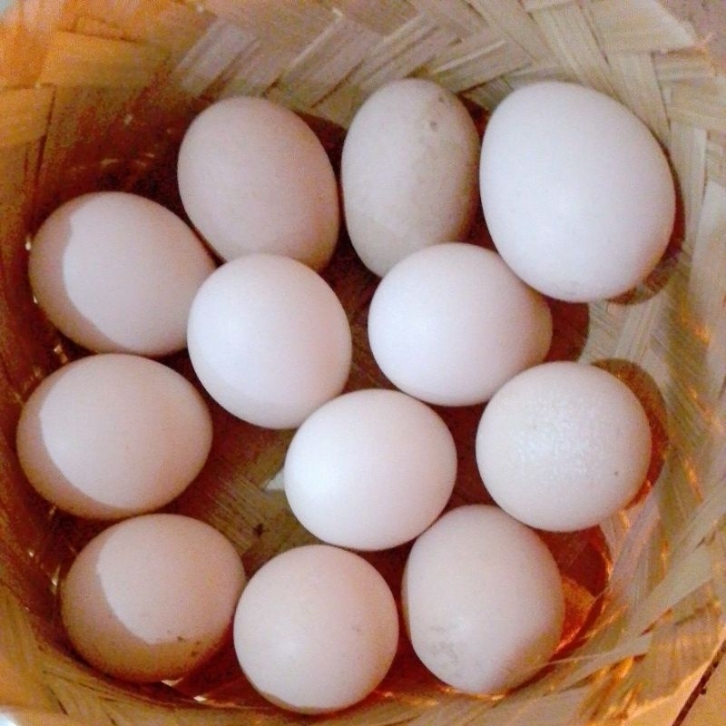 

telur ayam kampung