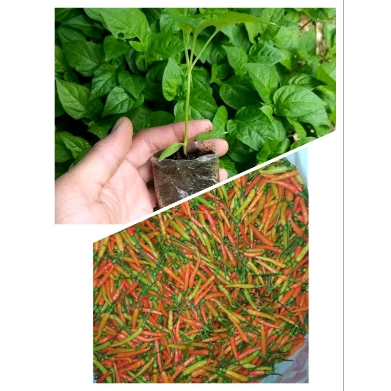 Bibit Cabe Rawit Samia Gorontalo