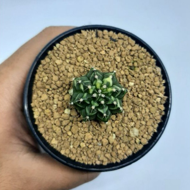 Gymno miha orange thai