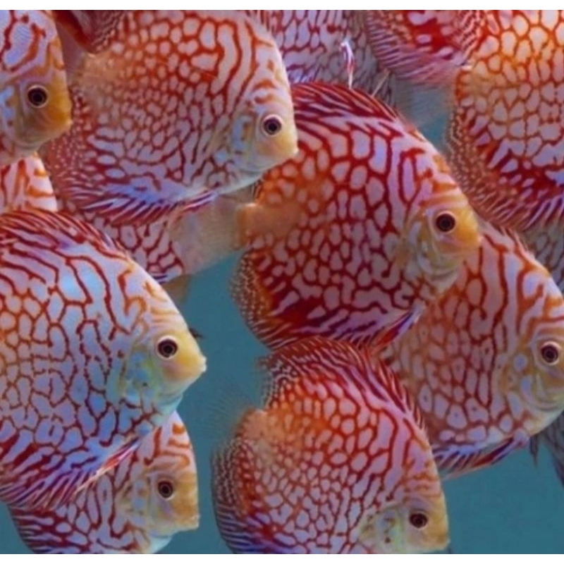 Discus Pigeon - Ikan Hias Aquascape