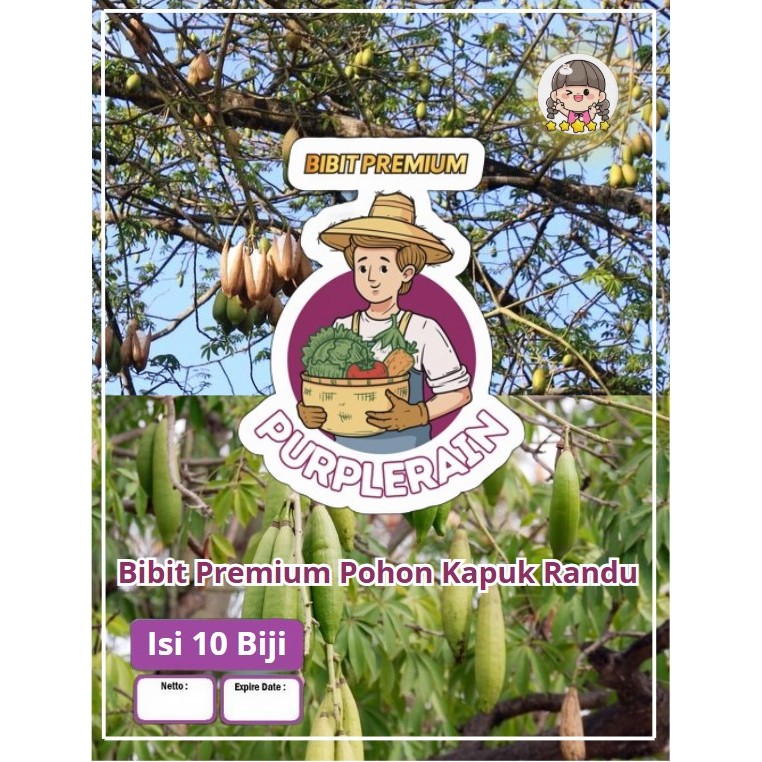Bibit Premium Pohon Kapuk Randu | Biji Benih Pohon Kapuk Randu