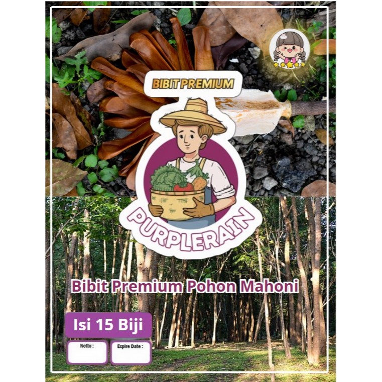 Bibit Premium Pohon Kayu Mahoni|Biji Bibit Kayu Mahoni|Benih Mahoni