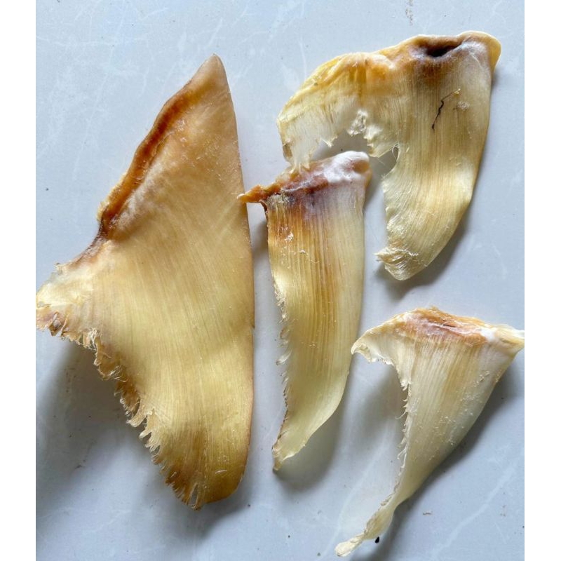 

SIRIP HIU/ MENGCHI/ KEMEJAN (PREMIUM) uk BESAR