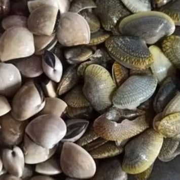 

Kerang Tahu | Kerang Kepah Segar