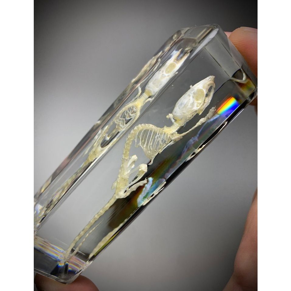 Jasa lampu resin tengkorak hewan peliharaan, jasa resin tengkorak,lampu hias,custom lampu, lampu res